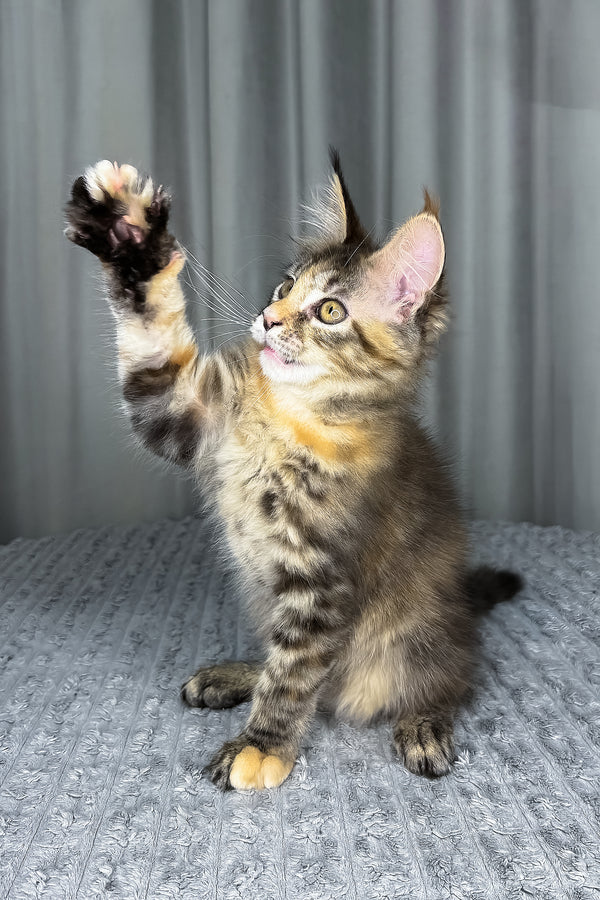 Fanta | Maine Coon Kitten