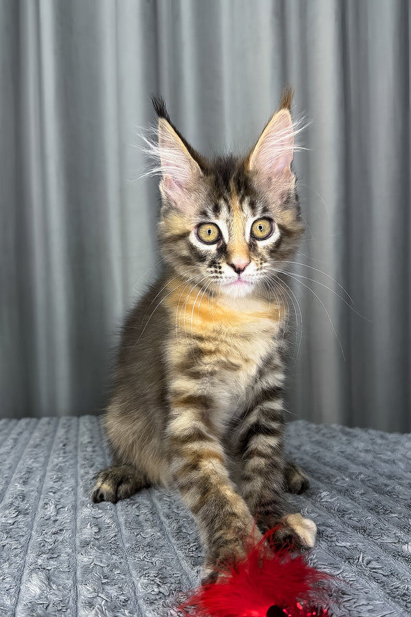Fanta | Maine Coon Kitten