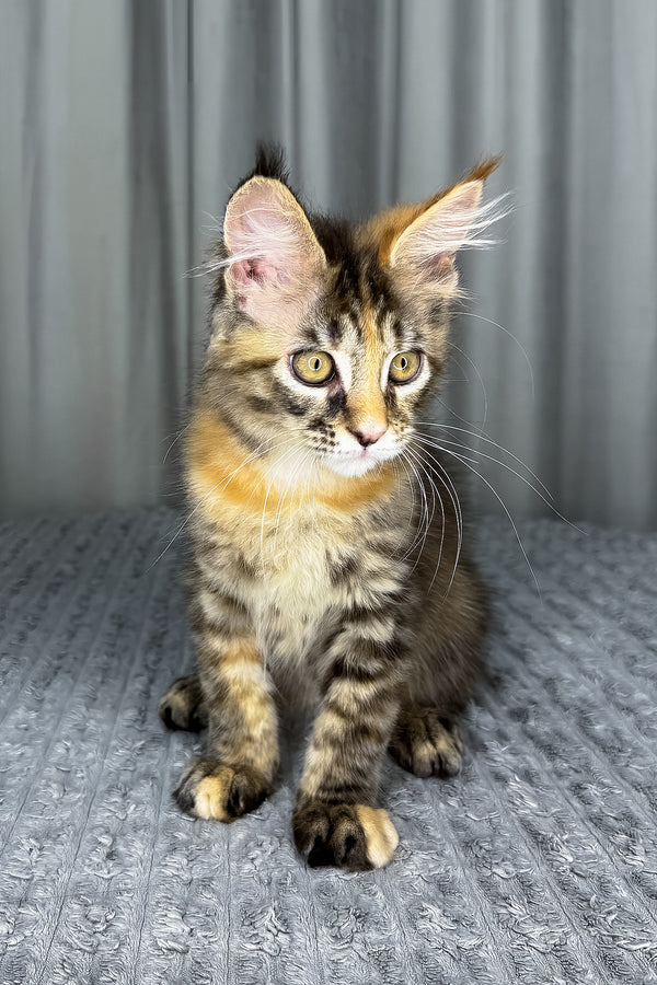 Fanta | Maine Coon Kitten