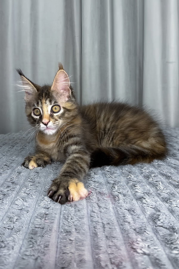 Fanta | Maine Coon Kitten