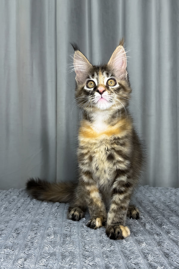 Fanta | Maine Coon Kitten