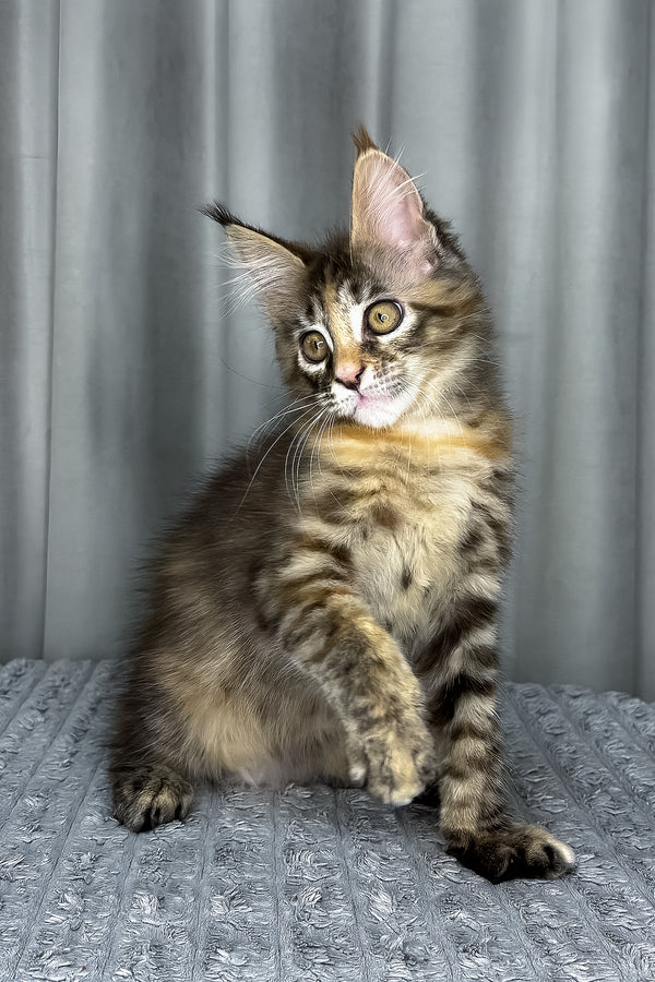 Fanta | Maine Coon Kitten