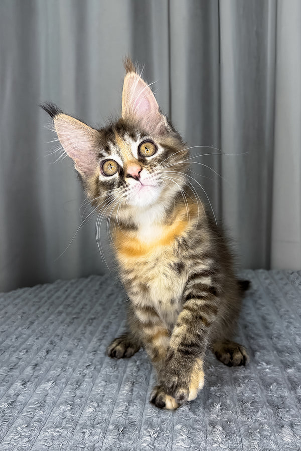 Fanta | Maine Coon Kitten
