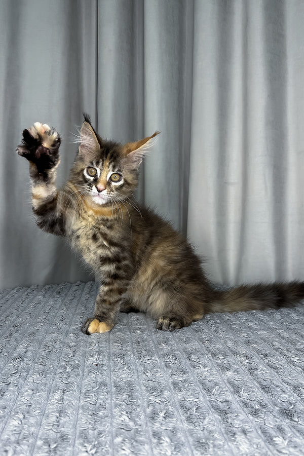 Fanta | Maine Coon Kitten
