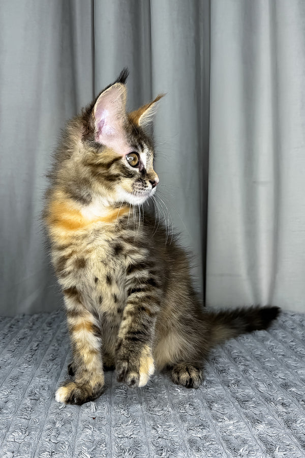 Fanta | Maine Coon Kitten