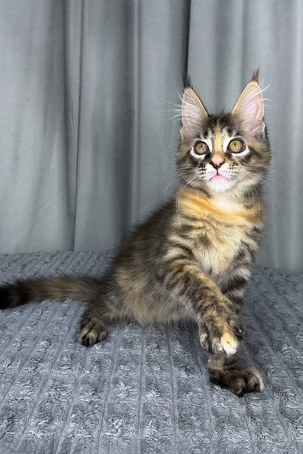 Fanta | Maine Coon Kitten