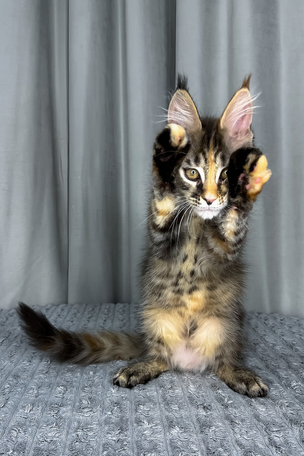 Fanta | Maine Coon Kitten