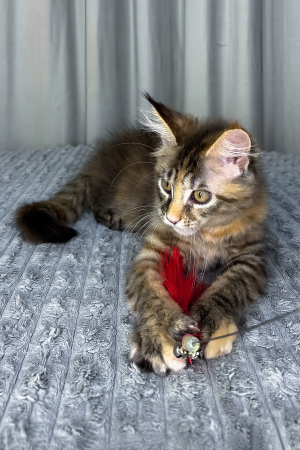 Fanta | Maine Coon Kitten