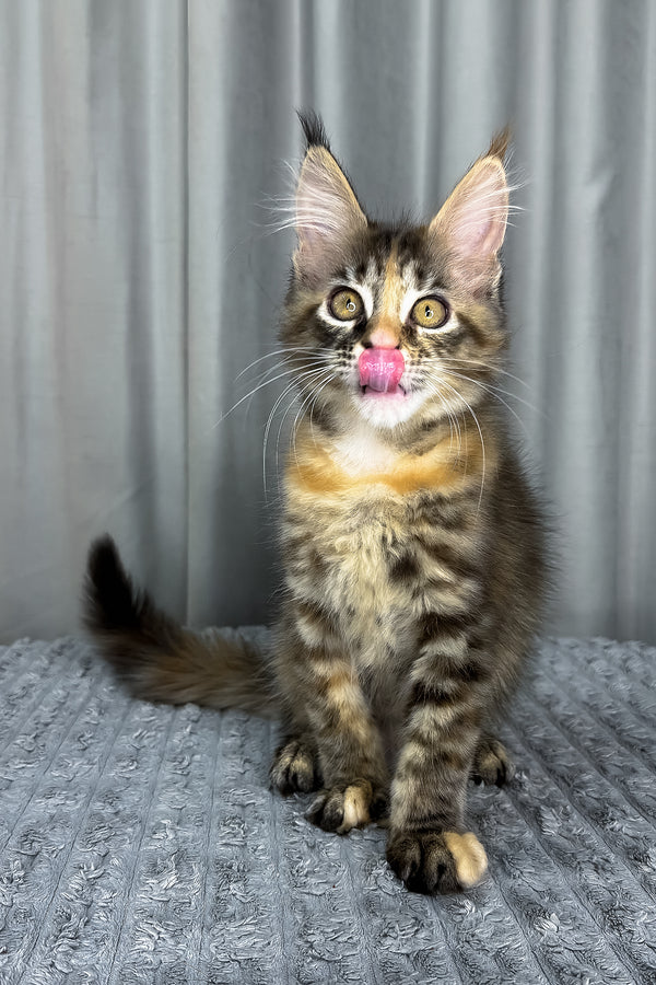 Fanta | Maine Coon Kitten