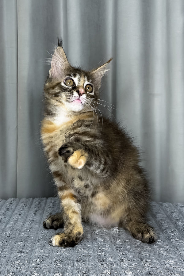 Fanta | Maine Coon Kitten