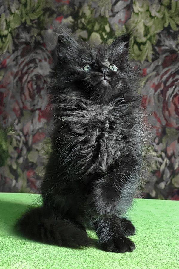 Favourite | Maine Coon Kitten