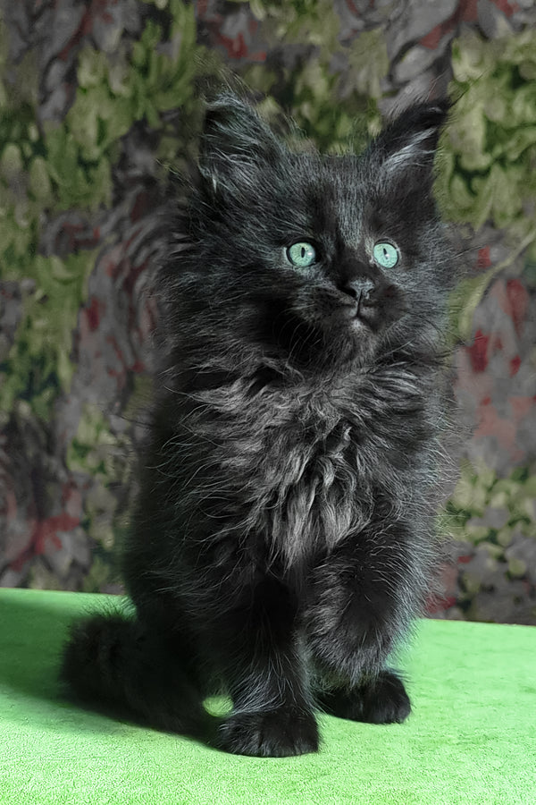 Favourite | Maine Coon Kitten