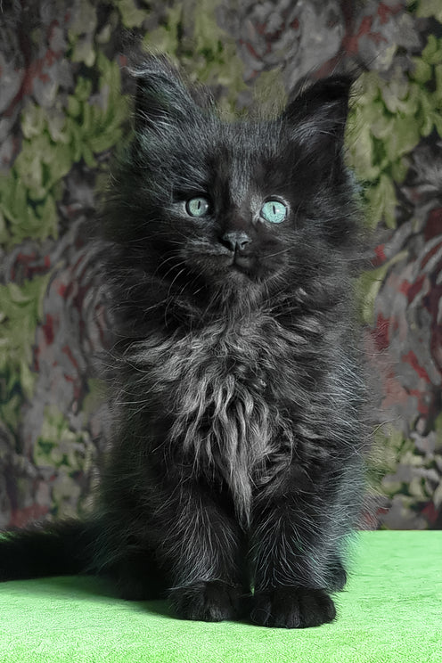 Favourite | Maine Coon Kitten