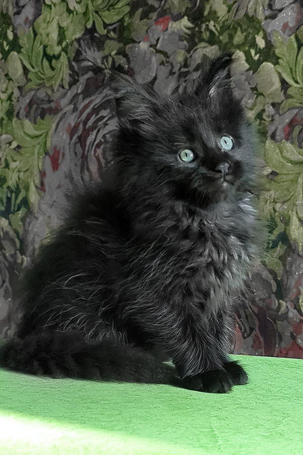 Favourite | Maine Coon Kitten