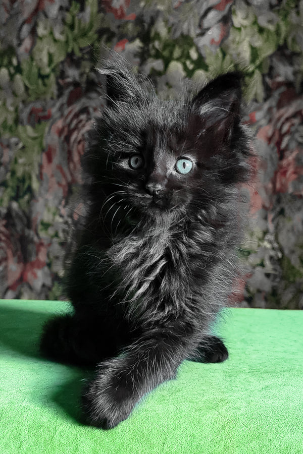 Favourite | Maine Coon Kitten
