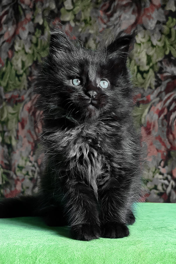 Favourite | Maine Coon Kitten