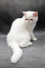 Felicia | Exotic Shorthair Kitten