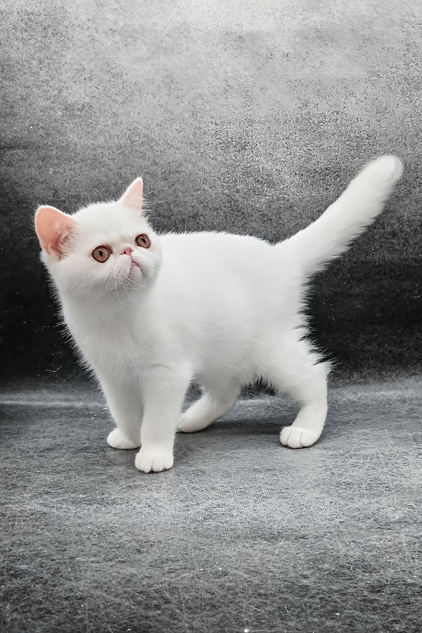 Felicia | Exotic Shorthair Kitten