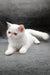 Felicia | Exotic Shorthair Kitten