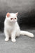 Felicia | Exotic Shorthair Kitten