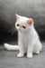Felicia | Exotic Shorthair Kitten