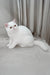 Felicia | Exotic Shorthair Kitten