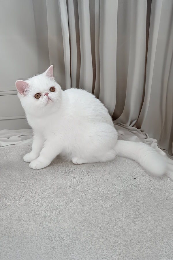 Felicia | Exotic Shorthair Kitten