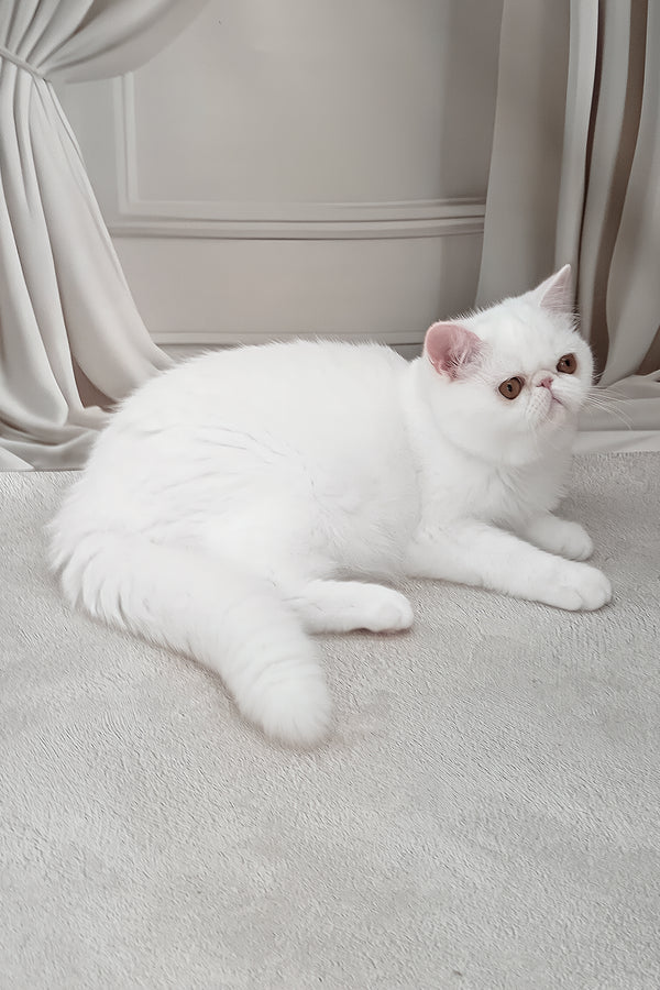 Felicia | Exotic Shorthair Kitten