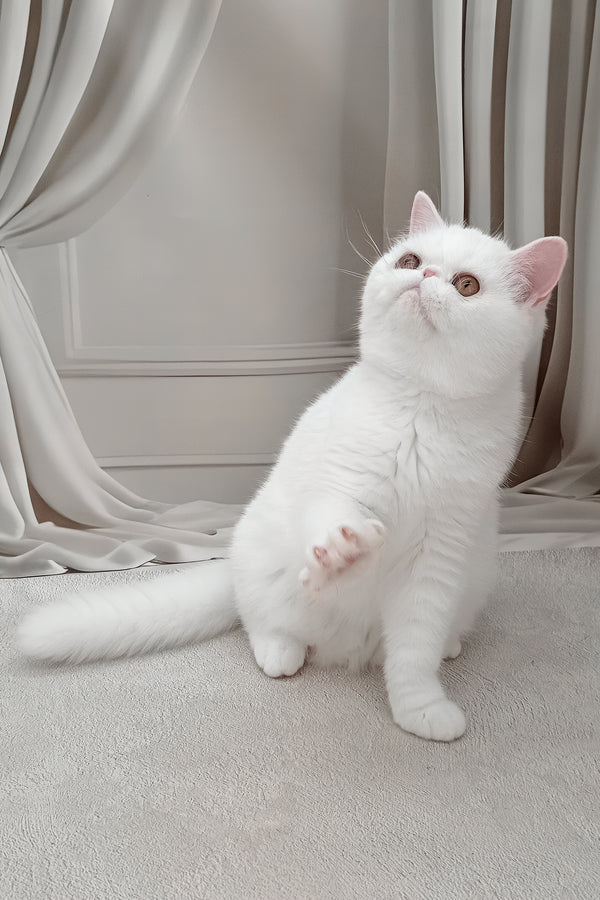 Felicia | Exotic Shorthair Kitten