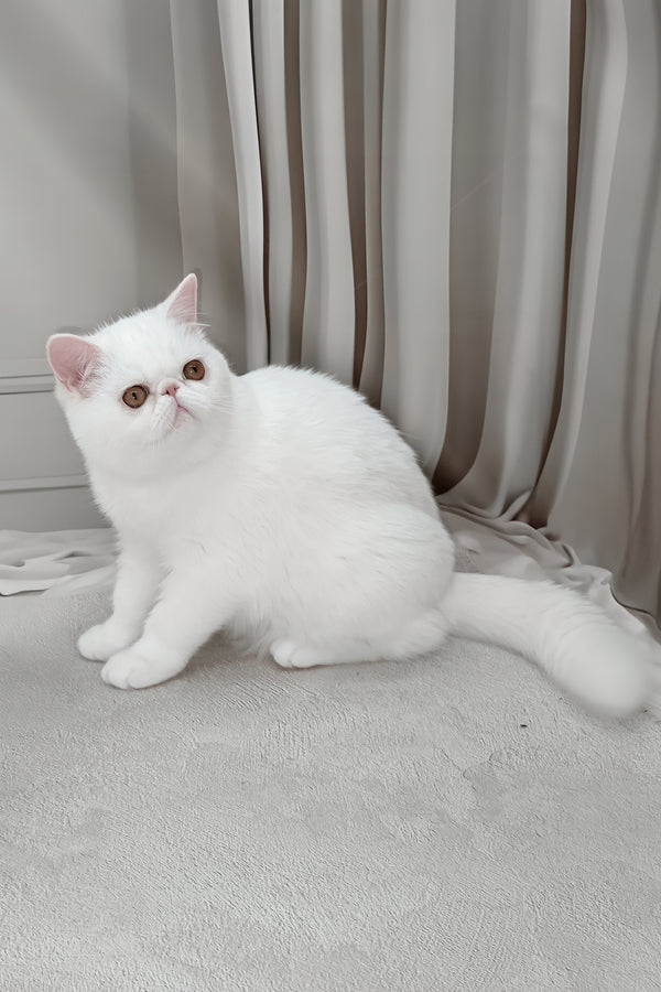 Felicia | Exotic Shorthair Kitten
