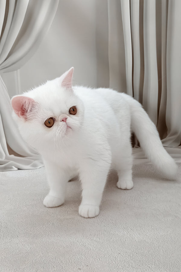 Felicia | Exotic Shorthair Kitten