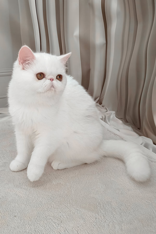 Felicia | Exotic Shorthair Kitten