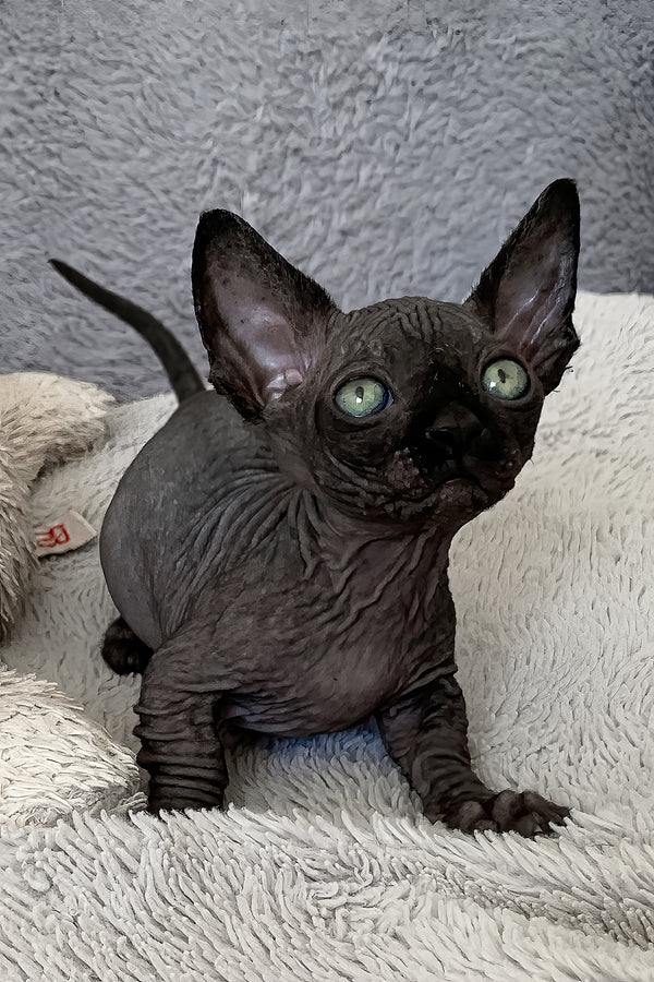 Mystica | Bambino Sphynx Kitten