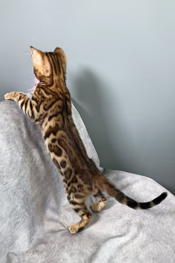 Fendi | Bengal Kitten