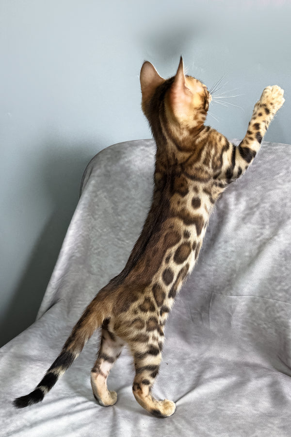 Fendi | Bengal Kitten