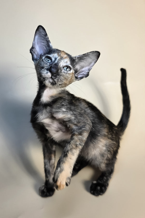 Fenja | Oriental Shorthair Kitten