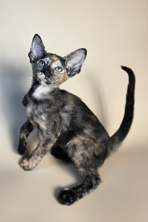 Fenja | Oriental Shorthair Kitten
