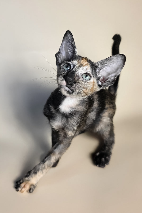Fenja | Oriental Shorthair Kitten