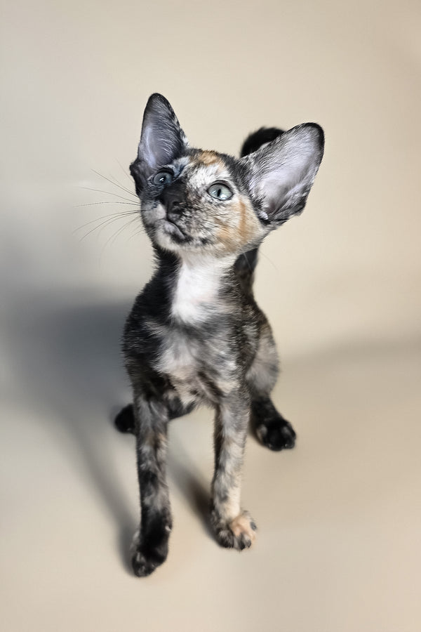 Fenja | Oriental Shorthair Kitten
