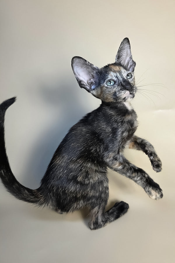 Fenja | Oriental Shorthair Kitten