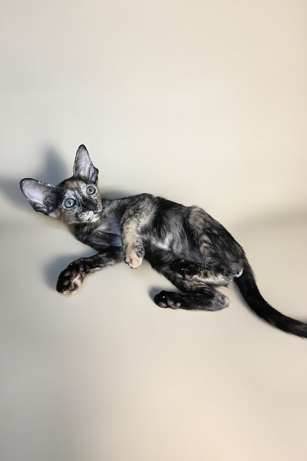 Fenja | Oriental Shorthair Kitten