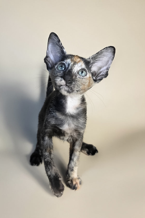 Fenja | Oriental Shorthair Kitten