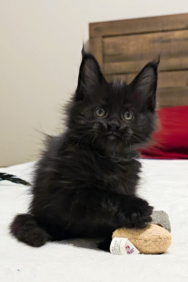 Ferrari | Polydactyl Maine Coon Kitten