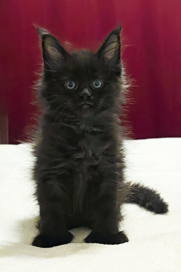 Ferrari | Polydactyl Maine Coon Kitten