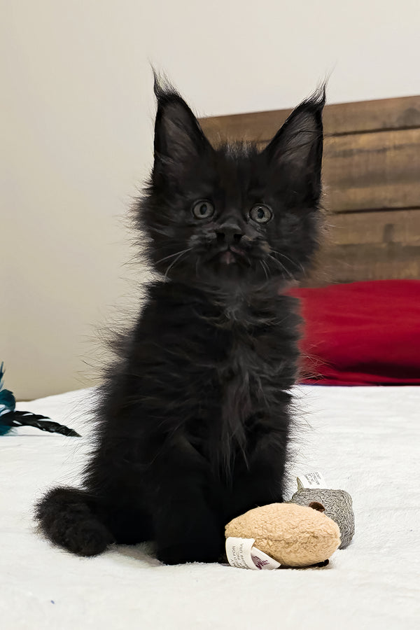 Ferrari | Polydactyl Maine Coon Kitten