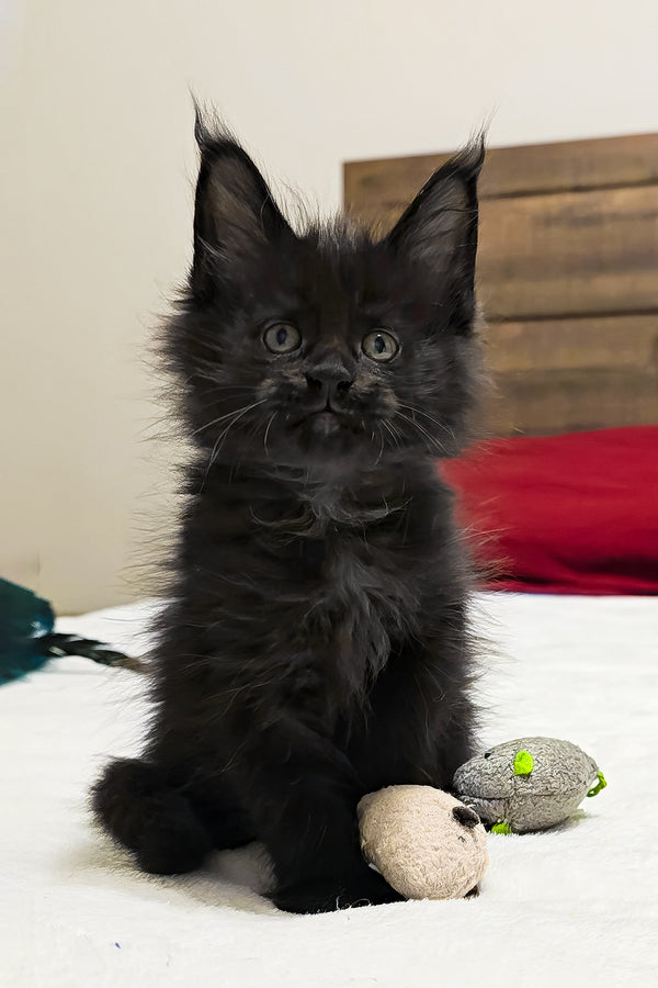 Ferrari | Polydactyl Maine Coon Kitten