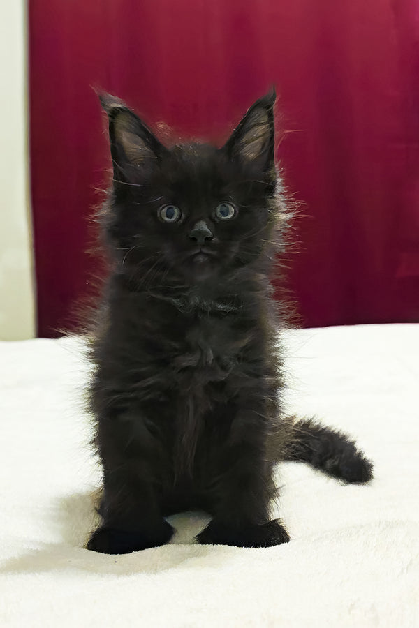 Ferrari | Polydactyl Maine Coon Kitten