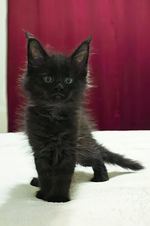 Ferrari | Polydactyl Maine Coon Kitten