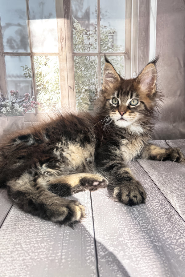 Filat | Maine Coon Kitten