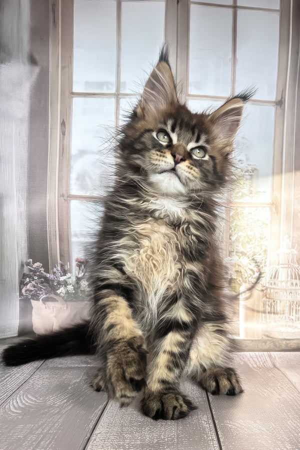 Filat | Maine Coon Kitten